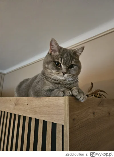 Zeddicullus - #kitku #pokazkota #koty 

Czy kitku wolno plusa?