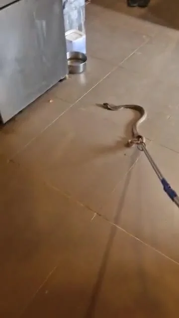 cheeseandonion - #wonsz  #marshaltown