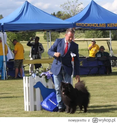 nowyjesttu - Szwedzki Lapphund (Svensk lapphund)- czarna piękność Norrlandu. 
Szwedzk...