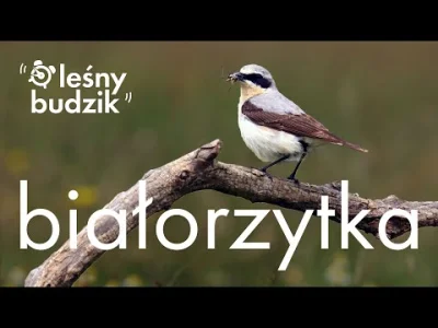 Lifelike - Białorzytka zwyczajna (Oenanthe oenanthe)
Głos
Autor
#photoexplorer #fotog...