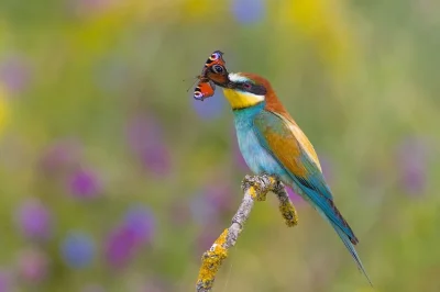 Lifelike - Żołna zwyczajna (Merops apiaster)
Głos
Autor
#photoexplorer #fotografia #o...