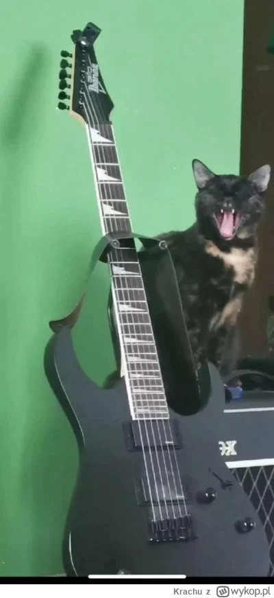 Krachu - Pragnę też zaznaczyć, że są też normalni posiadacze zwierzaka. Mam dwa koty,...