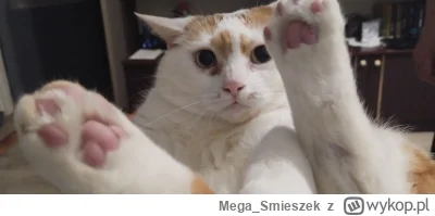 Mega_Smieszek - Kotka typu pokażłapkowego ᶘᵒᴥᵒᶅ

#koty #pokazkota
