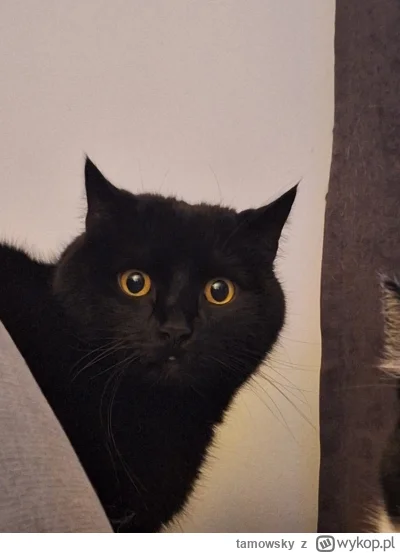 tamowsky - @RitmoXL: