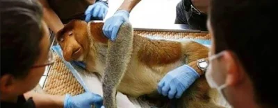 DzedajzChenoboskion - @PrawaRenka: @robertx