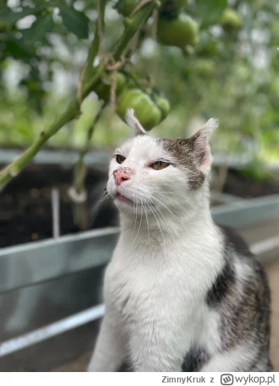 ZimnyKruk - Wioskowy szklarniowy kotku ocenia uprawę pomidora #pokazkota #kitku