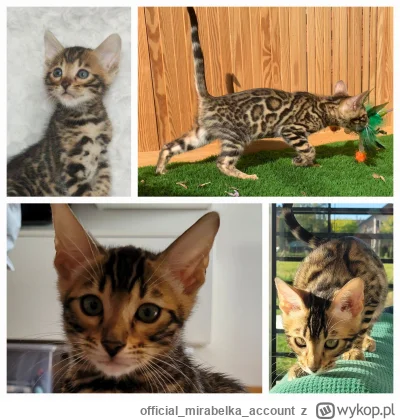 officialmirabelkaaccount - #pokazkota #koty #kotypannakoty
Taki słodziak, że trudno g...