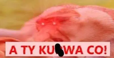 tomkol - #konkursnanajbardziejgownianymemznosaczem