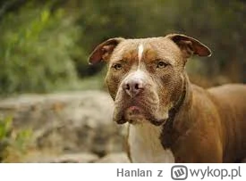 Hanlan - #psy #pies #zwierzaczki #zwierzeta #amstaff #pittbull #polska
Czy ktoś się z...