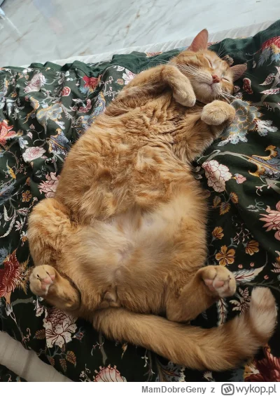 MamDobreGeny - Popołudniowe głaski 
#koty #pokazkota
