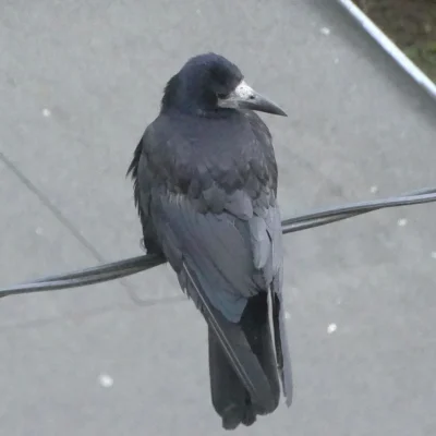 Lenalee - @BenAli: Niedaleko siedział dorosły gawron i pilnował młodego. U mnie nie m...