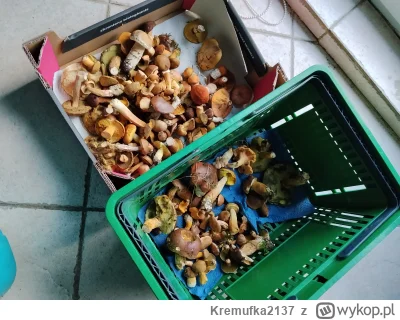 Kremufka2137 - Jest z czym pracować. Nawet trzy rydze się trafiły których w tych lasa...