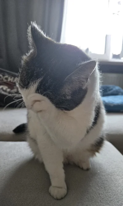 Solsith - #pokazkota #spaslak a daj spokój człowiek,  taki zapierdziel że nie wiadomo...