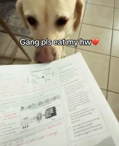 serniczekwiedensky - Mi pies kiedys pożarł zadanie a pani nauczycielka  nie uwierzyla