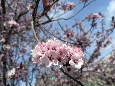 krzychuu3 - Byłem dziś na spacerze

SPOILER

#wiosna #polska