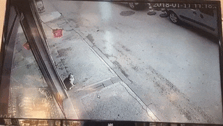 wfyokyga - Kocia menda