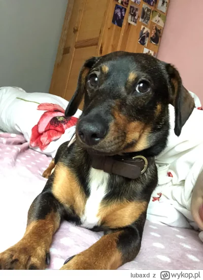 lubaxd - pies moich rodziców 
#psy #chwalesie
