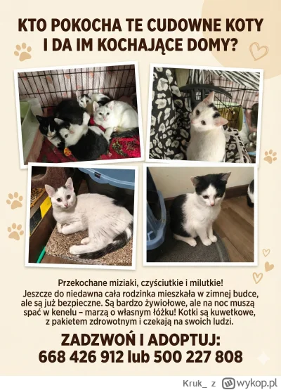 Kruk_ - #koty #czestochowa #pokazkota