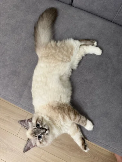 pusssia - Poznajcie Iluzję. Równie dobrze mogłaby mieć na imię Granda, bo jest wszędz...