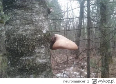 neuromancer - Nawet w lesie nie ma spokoju…
#zydkrecikorba