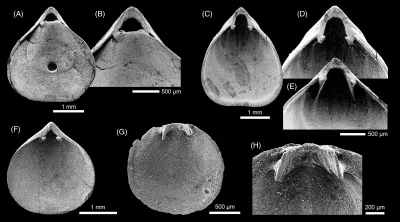 Lifelike - I. Drobne ramienionogi "opowiadają" o kredowym morzu #paleontologia
II. As...