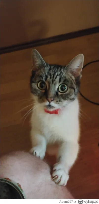 Adom007 - Boże jakiego ja mam pięknego kota(✌ ﾟ ∀ ﾟ)☞
#pokazkota #koty #kot #kitku