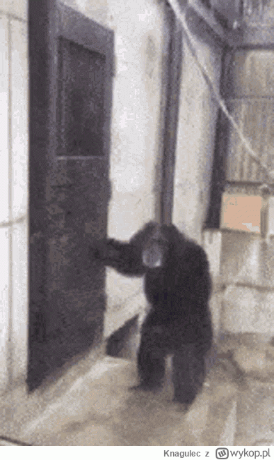 Knagulec - @JednaRenkaJedenKaleka: Hamilton próbujący się dostać do q1 w Miami