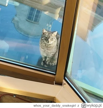 whosyourdaddysnakegirl - @whosyourdaddysnakegirl