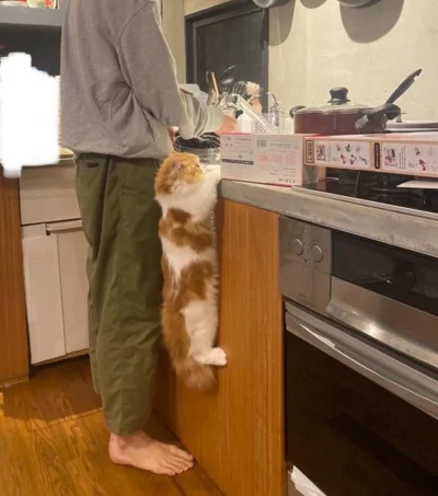 tomwick55 - #koty #kitku #zwierzaczki #kot