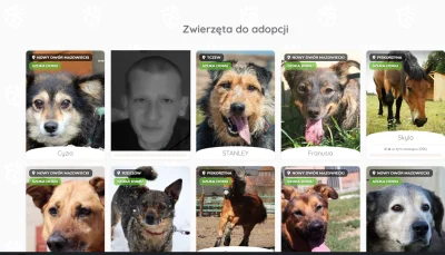 marv0oo - ZOODOPTUJ PE EL
#famemma