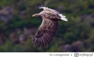 Dr-Livingstone - @KIaudik:  @kochamcovid Mnie bardziej zastanawia czemu nasze prawaki...