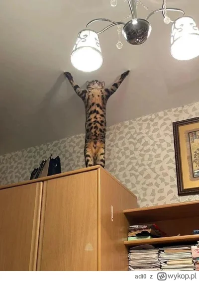 adi0 - Nie śpi bo trzyma sufit.

#heheszki #humorobrazkowy #koty  #koteczkizprzypadku