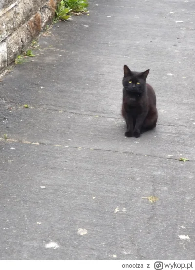 onootza - Dzisiaj spotkałem #kitku który ewidentnie ma na swoim kocim pyszczku wymalo...