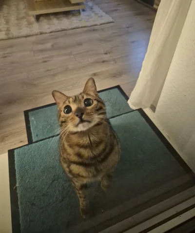 Lujdziarski - #pokazkota #dziarskikacperek Jak tak na mnie patrzy to wiem, że coś chc...