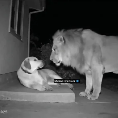 lvbie_placki - jak to jest możliwe?? czm lew go nie zjadł?
#dziwnekotki