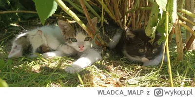 WLADCA_MALP - #zdjeciatarzana #koty