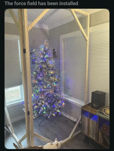 vateras131 - #koty #z--------------a