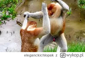 eleganckichlopak - Szanowna Pani doktur z ego większym od Wałęsy poniosla sromotną po...