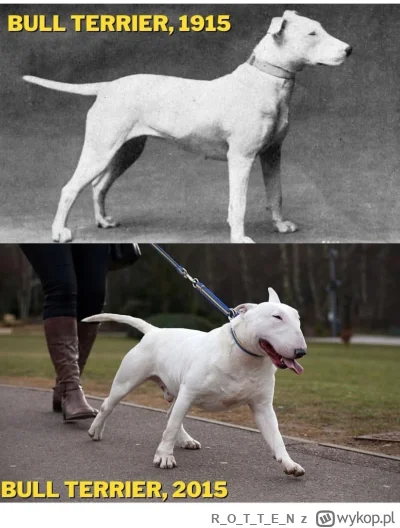 ROTTE_N - #psiarze #heheszki