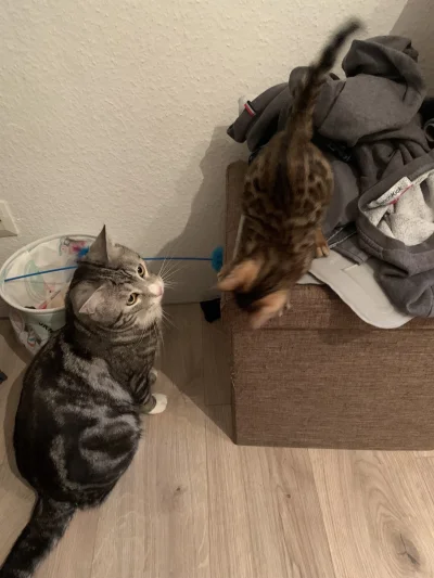 Lujdziarski - #pokazkota Chłopaki dzisiaj pospali od 00 do 7 rano i było git, nawet t...