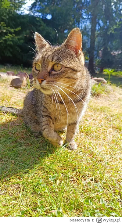 blastocysta - #koteczkizprzypadku #koty