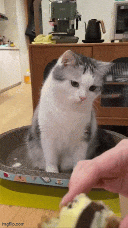 wfyokyga - amciu amciu