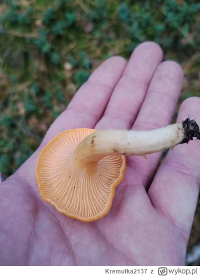 Kremufka2137 - @Kremufka2137 gratis kureczka która wygląda jakby wyszła spod dłuta sa...