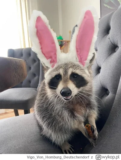 VigoVonHomburg_Deutschendorf - Święta, święta i już prawie po świętach
#szopeknadzis