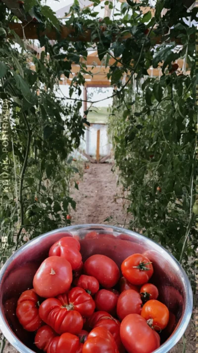 Historycznygagatek - @Historycznygagatek: ( ͡° ͜ʖ ͡°) może w tym roku też tak ładnie ...