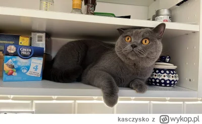 kasczysko - Sprzątanie z kotem… 

#pokazkota #kotyzprzypadku #koty #sprzatajzwykopem
