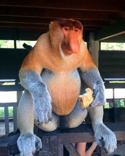 jan-izaak-pochmann - Dzień dobry, dzisiaj jak wychodziłem z domu to spotkałem sąsiada...