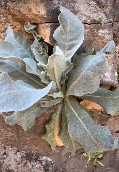 asdfghjkl - Dziewanna falistolistna wyrosła u mnie za domem. Jak zakwitnie w tym roku...