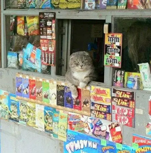 Imperator_Wladek - >Dzień dobry, kosmoslimy mentolowe, te najcieńsze.

#kapitanbomba ...