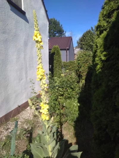 FrauWolf - Babełe wyrósł taki kwiatek, jakiś pomysł, co to jest?
#rosliny #kwiaty #py...